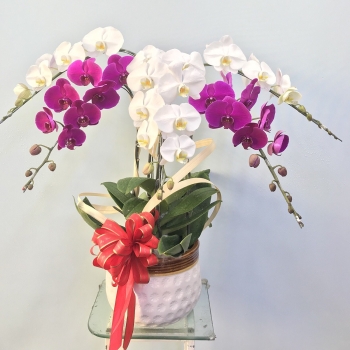 Cây lan hồ điệp